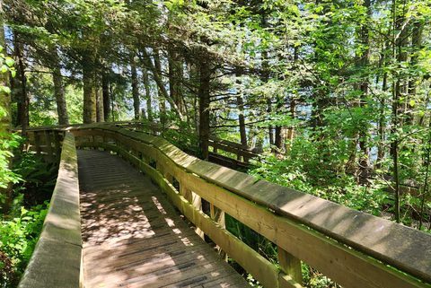 Wooden boardwalk through the forest at Ed Macgregor Park in Sooke, BC